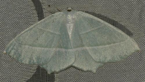 Campaea margaritaria